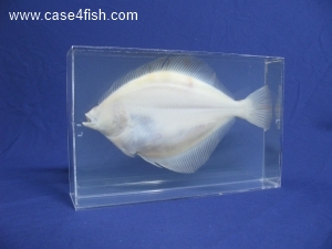 Foto Galerie/Pleuronectiformes/Limanda limanda/Limanda limanda_04_S.jpg